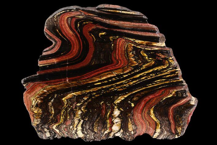 Polished Tiger Iron Stromatolite - ( Billion Years) #96229